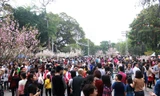 Ngày 20/3, hàng nghìn người dân Thủ đô đổ về khu vực tượng đài Lý Thái Tổ (Hà Nội) ngắm hoa anh đào đến từ Nhật Bản.