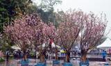 Hoạt động trưng bày hoa anh đào Nhật Bản tại vườn hoa tượng đài Lý Thái Tổ là một trong những hoạt động nổi bật của chương trình “Giao lưu văn hóa Nhật Bản và tiếp nhận cây hoa anh đào tại Hà Nội” diễn ra ngày 19, 20/3.