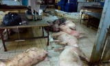 Hơn 600 con heo bị bơm nước trước khi giết mổ.