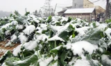 Tuyết rơi dày từ sáng sớm ngày 24/1 đã khiến diện tích hoa màu lớn của người dân Sapa bị ảnh hưởng và có nguy cơ bị hỏng trước khi kịp thu hoạch.