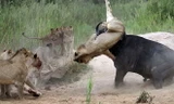 Trâu rừng và sư tử giáp chiến kinh hoàng