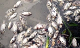 Cá chết trôi dạt bờ. Ảnh: Thanh Hà.