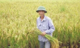 Nông dân sản xuất lúa sẽ được Chính phủ hỗ trợ tiền hàng năm