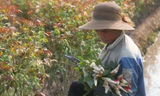 Nông dân làng hoa Mê Linh mất mùa 20/10, 'mót' từng bông hồng để bán