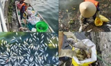 Cá chết hàng loạt ở Hồ Tây, công nhân môi trường nỗ lực dọn dẹp