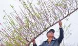 Đào huyền Nhật Tân giá tiền triệu hút khách dịp Tết Giáp Thìn