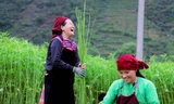 Rộn ràng tiếng cười mùa thu hoạch lanh trên cao nguyên đá Hà Giang