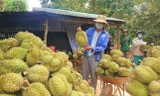 Sầu riêng, bưởi, chanh dây Việt sắp có 'visa' vào thị trường lớn nhất thế giới