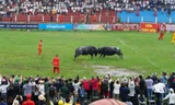 Hàng vạn người đổ về Đồ Sơn xem chọi trâu 