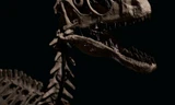Hóa thạch khủng long “móng vuốt khủng khiếp” Deinonychus antirrhopus được bán với giá 12,4 triệu USD. Ảnh: Christie’s.