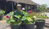 Về quê trồng sen, nam cử nhân kiếm lợi nhuận khủng nhờ mắc 'bệnh' liều