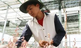 Bỏ phố về quê trồng sen đá, chàng trai Đắk Nông thu trăm triệu mỗi tháng