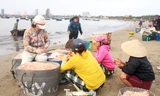 Trúng mùa ruốc biển, ngư dân Đà Nẵng kiếm tiền triệu mỗi ngày