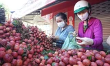 Vải thiều 'hút' người mua dịp Tết Đoan Ngọ