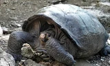 Tưởng tuyệt chủng hơn 100 năm, rùa khổng lồ tái xuất