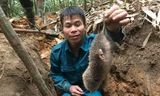 Kỳ thú chuyện săn lùng loài chuột khổng lồ trong rừng tây Yên Tử