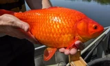 Cá vàng sống trong ao hồ tự nhiên có kích thước to như một quả bóng đá và có tuổi thọ hơn 25 năm.