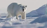 Gâu Bắc Cực có thể sẽ biến mất vào năm 2100?
