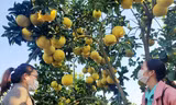 Khách thăm vườn bưởi của gia đình ông Trần Đình Én ở thôn Tân Trường, xã Thanh Hải, huyện Lục Ngạn