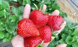 Dâu tây Mộc Châu được mùa, rẻ như chưa từng có, xôn xao khắp chợ mạng