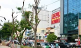 Quận 1 'giải thích' vụ đốn hạ, cắt tán loạt cây xanh