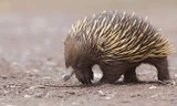 Những vũ khí đáng gờm của thú lông nhím