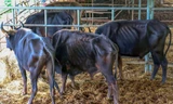 Hậu duệ bò tót rừng đói ăn, đứng không vững