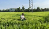 Ông Huỳnh Thanh Dũng nối nghiệp làm lúa của ông bà trên khu đất quy hoạch 