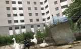 Gà vịt được nuôi trong khuôn viên khu tái định cư Trần Phú (Hoàng Mai, Hà Nội) Ảnh: Trường Phong 