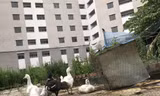 Gà vịt được nuôi trong khuôn viên khu tái định cư Trần Phú (Hoàng Mai, Hà Nội) Ảnh: Trường Phong 