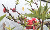 Người cựu binh và vườn đào Thất Thốn 