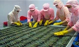 EU nghi tôm Ấn Độ 'đội lốt' Việt Nam xuất khẩu