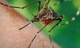 TPHCM: Phát hiện thêm 6 ca mắc Zika