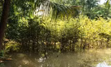 Vườn mai bị ngập trong nước.