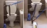 Rắn hổ mang cỡ lớn trốn trong bồn cầu một căn hộ ở khu chung cư tại Nam Phi. Ảnh: Mirror.