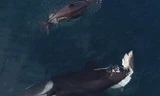 Con cá mập bị chú cá voi sát thủ ngậm trong miệng. Nguồn: Daily Mail.