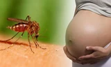 TPHCM: 9 trường hợp thai phụ nhiễm Zika