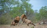 Mục kích sư tử quyết chiến giành ngôi đầu đàn