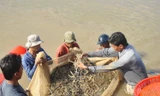 Thu hoạch tôm ở ĐBSCL - Ảnh: Xuân Trường