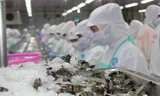 Xuất khẩu tôm sang Trung Quốc cả năm dự báo tăng 7%