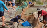 Giá cá tra tăng trở lại sau thời gian dài giảm sâu