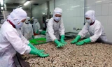 Xuất khẩu tôm sang EU kỳ vọng tăng trưởng nhờ hiệp định EVFTA