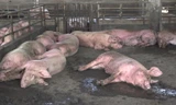 Dịch tả lợn châu Phi ‘bủa vây’ gần hết miền Tây