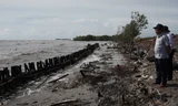 Tuyến đê biển Tây Cà Mau từ Kiên Giang đến Mũi Cà Mau bị sạt lở nghiêm trọng trong mùa mưa bão, gió tây- nam hoạt động mạnh