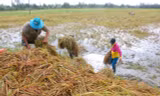 Hàng ngàn héc ta lúa và cây ăn trái bị ảnh hưởng do ngập úng 
