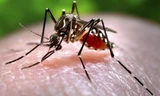 TPHCM có thêm 2 thai phụ nhiễm Zika