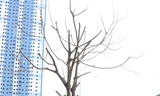 Hà Nội 'cấm cửa' doanh nghiệp trồng cây bị chết khô 