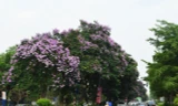 Ngắm hoa bằng lăng mộng mơ 'nhuộm tím' đường phố Hà Nội