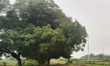 Ngắm rặng duối cổ hơn ngàn năm tuổi tương truyền để buộc voi, ngựa chiến của vua Ngô Quyền