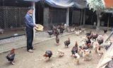 Trang trại gà của anh Lê Quang Thắng ở xóm Đoàn Kết, xã Đông Tảo